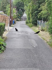 Roond and roond and up and doon - the Excellent Cats roam aboot