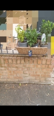 My garden again... planters
