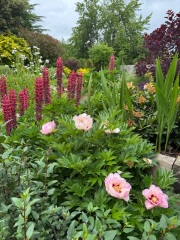 The Bluestocking Women’s Pub - The Return of Salad and the Lion