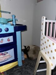 I have lost my cat inside the house