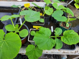 The Vegetable Patch 2024/2025