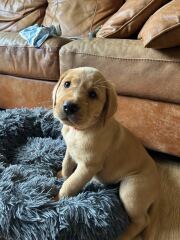 Puppy settling time