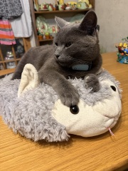 Roond and roond and up and doon - the Excellent Cats roam aboot