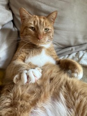 How often does your cat get stood on?