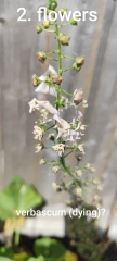 Can we play a game of foxglove, hollyhock or verbascum?