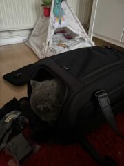 Isofix cat carrier