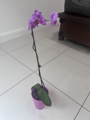 What do I do with my orchid now?