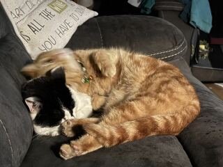 Roond and roond and up and doon - the Excellent Cats roam aboot