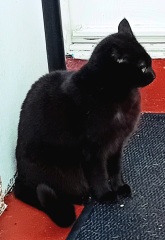 Roond and roond and up and doon - the Excellent Cats roam aboot