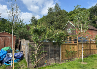 Recently planted silver birch - definitely not flourishing..