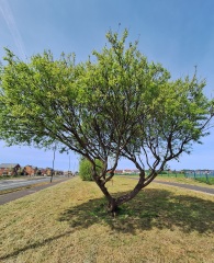 Year round Nigel Slater discussion thread Part 2