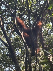 Tell me about your Borneo trips