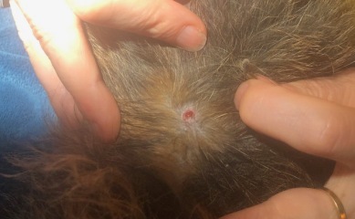 Dog bitten by a fox five days ago - what do we need to do??