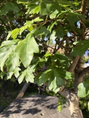 What is this tree & what are the bugs?