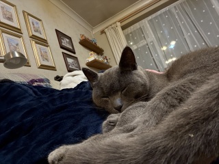 Roond and roond and up and doon - the Excellent Cats roam aboot