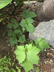 Is this a weed?