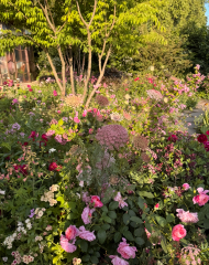 RHS Chelsea 2025