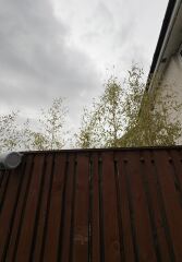 Neighbours planted bamboo at our fence… but now moving away.