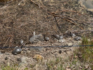 Come and tell us your dull and unexciting news 33: Calmly through the day