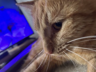 CATS!