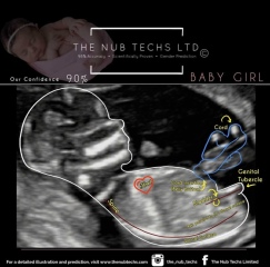 Nub Theory Predictions