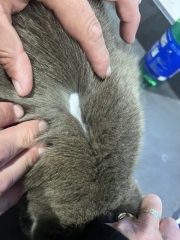 Fellow cat owners, WTF is this on my boy?!?