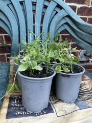 Sweet Peas