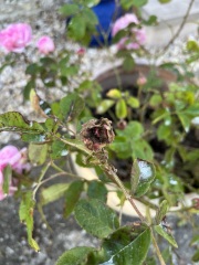 Why are ants attacking my roses