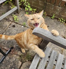 Roond and roond and up and doon - the Excellent Cats roam aboot