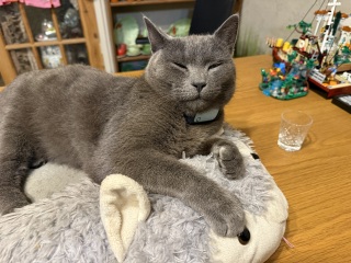 Roond and roond and up and doon - the Excellent Cats roam aboot