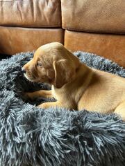 Puppy settling time
