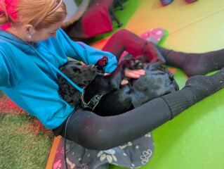 Does anyone have experience of cruciate ligament damage in dogs?
