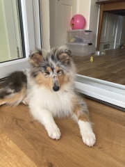 Shameless puppy pic post - please admire my gorgeous boy