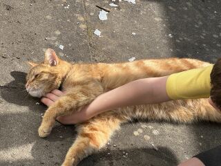 Hymns in Minor Keys & the Russian Easter Overture - the Excellent Cats ignore Culture.....