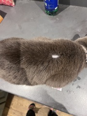 Fellow cat owners, WTF is this on my boy?!?