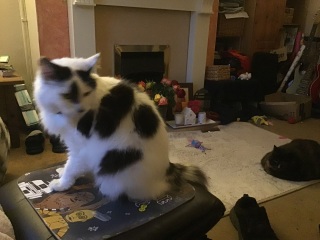 Roond and roond and up and doon - the Excellent Cats roam aboot