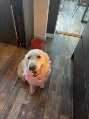 Advise re what’s best for my beautiful girl 😢