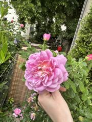 Which rose has bloomed first in your garden?