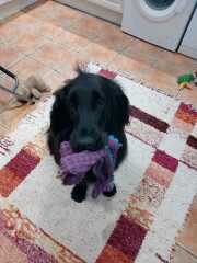 Roond and roond and up and doon - the Excellent Cats roam aboot