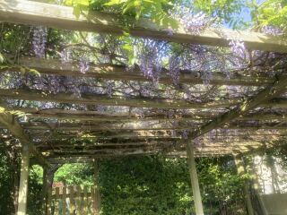 How much to prune this wisteria?
