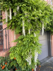 Year round Nigel Slater discussion thread Part 2