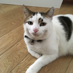 Is it just my white cat?