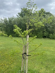 Lime tree leaves stunted
