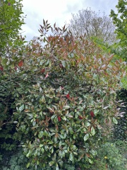 Shrub ID help