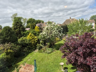 Remove massive hedge or keep for privacy?