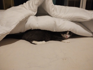 CATS!