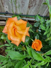 Which rose has bloomed first in your garden?
