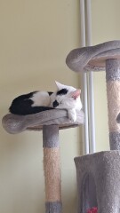 Is it just my white cat?