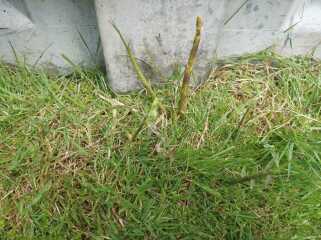 help please - neighbour's bamboo popping up in our garden