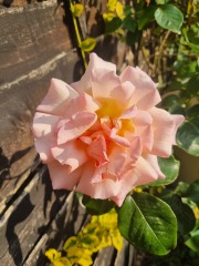 Which rose has bloomed first in your garden?